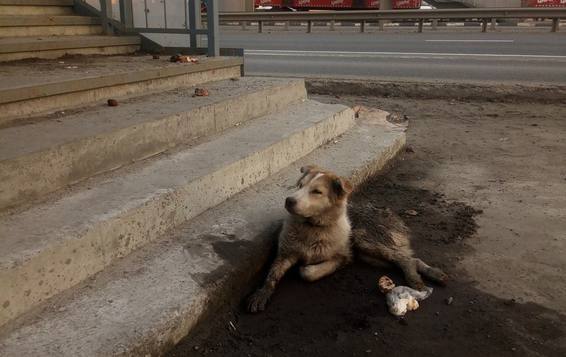 Сбита собака у наземного перехода комплекса "Золотой Петушок
