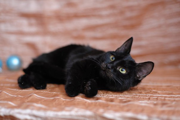 Иришка, возраст 9 мес, от паразитов обработана, стерилизавана