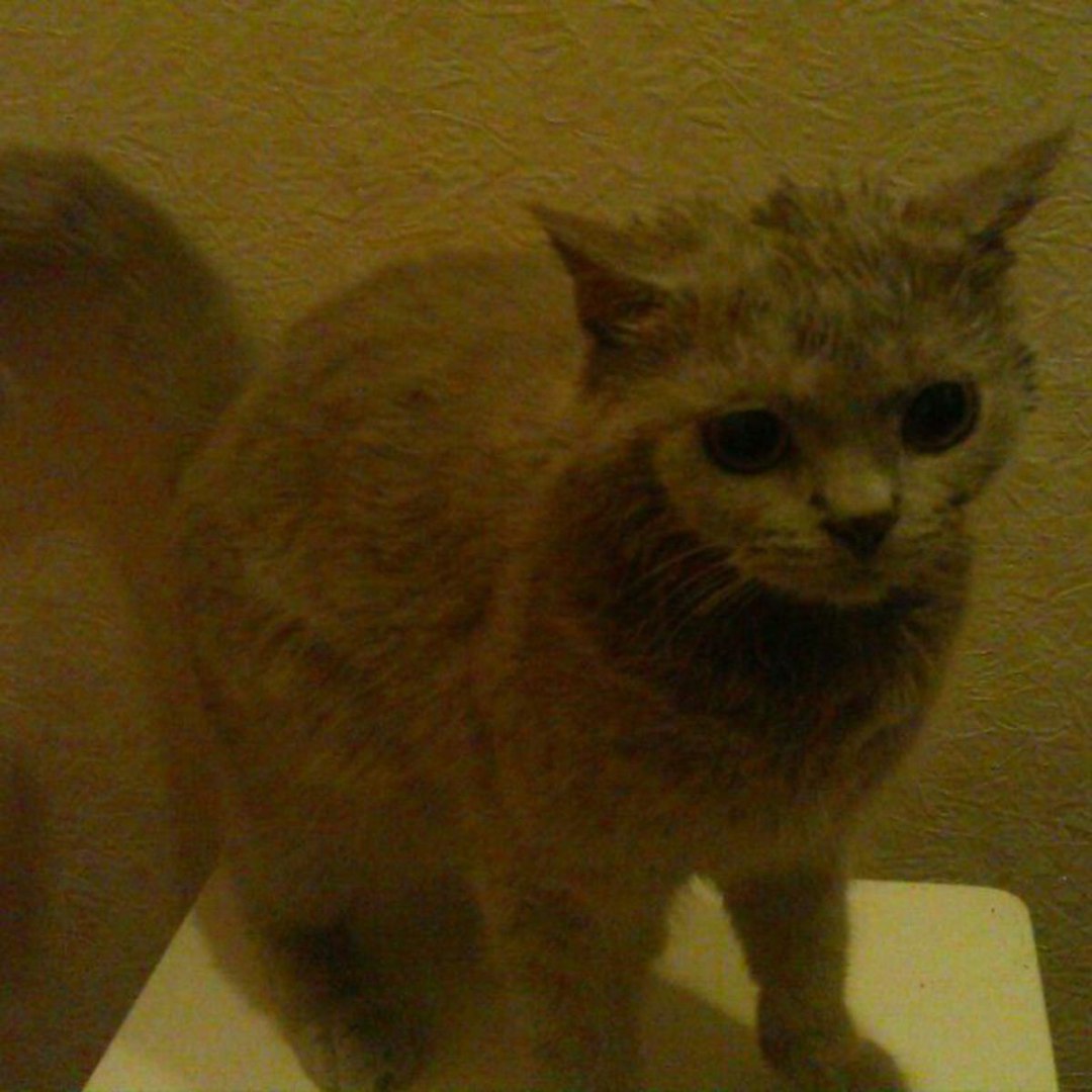 НУЖНА ФИНАНСОВАЯ ПОМОЩЬ ДЛЯ ПОЛИНЫ