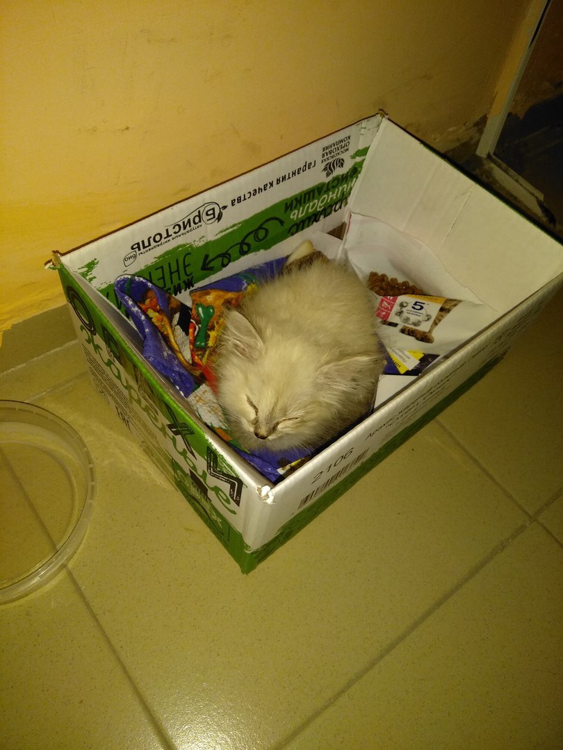 Срочно! Помогите найти котику домик, сегодня днём нашла в по