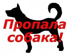Помогите найти собаку!!!
10 апреля в районе ул. Пугачева, Ра