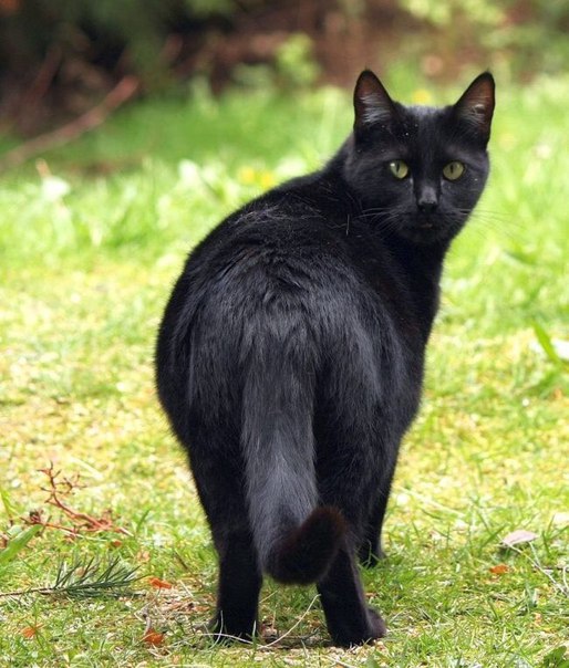 Срочно нужны куратор и Передержка для глубокобеременной чёрн