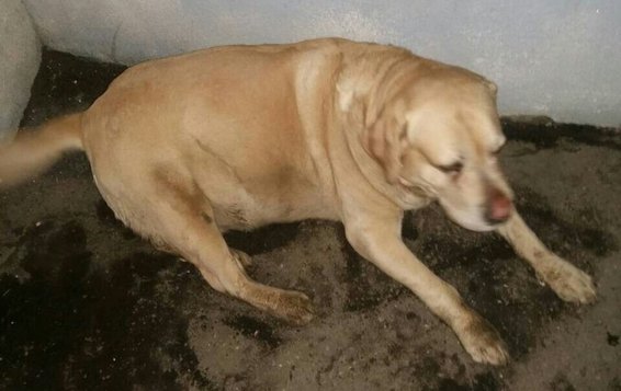 В Арбеково найдена собака похожая на лабрадора